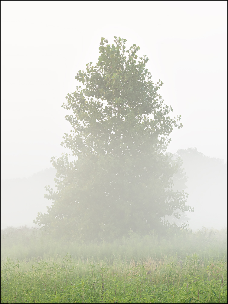 A lone tree shrouded in fog in the early morning at Eagle Marsh in Fort Wayne, Indiana.