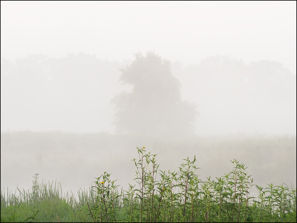 A lone tree shrouded in multiple layers of dense fog in the morning at Eagle Marsh in Fort Wayne, Indiana. Tall grasses and wildflowers grow in the foreground.