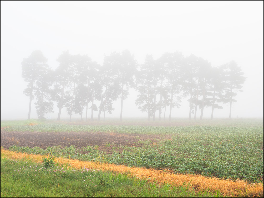 A soybean field on a foggy morning with a line of trees along the far edge of the field. Located on Winchester Road and Pleasant Center Road in rural Allen County, Indiana.
