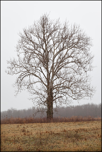 A lone tree on a winter morning with no leaves standing in the middle of an overgrown field full of brown grass and weeds on Airport Expressway in rural Allen County, Indiana.