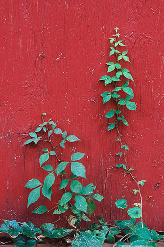 Green vines and weeds grow up a bright red barn in Indiana. Closeup view of the vines against the red wood siding of the barn.