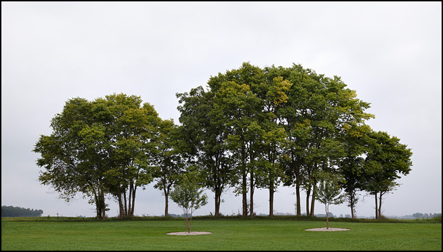 A line of trees on a hazy morning at Brooke Acres, a huge park-like property surrounded by soybean fields, on Knouse Road in rural Allen County, Indiana. Two smaller trees stand in front of the larger group.