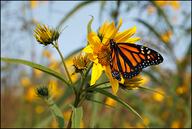 A monarch butterfly perched on a wild sunflower at Eagle Marsh, a restored wetland in Allen County, Indiana.