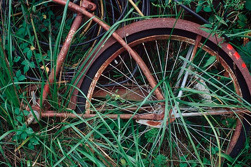 A rusty old bicycle laying on a junk pile overgrown with tall grass and weeds behind my grandfather's house in rural Indiana.