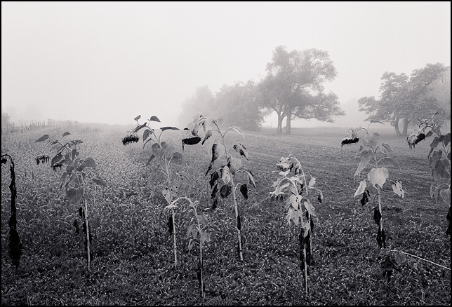 A row of sunflowers on the edge of a foggy field in rural Indiana.