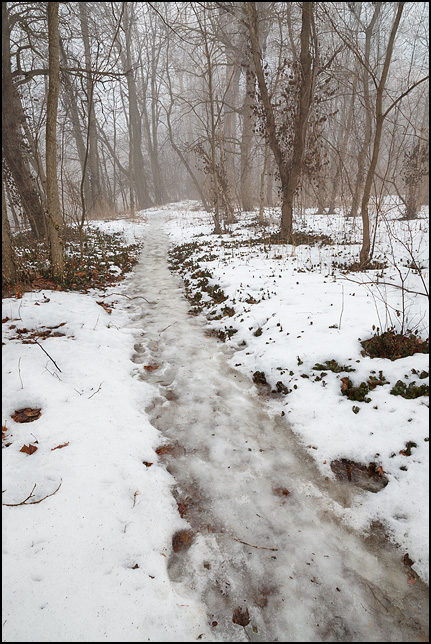 An icy watery trail through a foggy forest at Foster Park in Fort Wayne, Indiana.