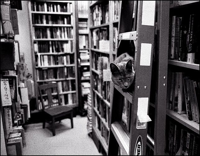 A cat sitting on a ladder in front of a bookshelf at Hyde Brothers Bookstore on Wells Street in Fort Wayne.
