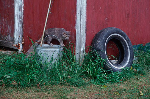 Grandpa's little gray cat hunting mice around his old red barn.