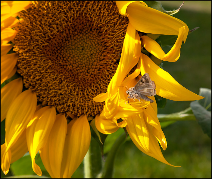 A brown moth standing on one of the yellow petals of a sunflower.