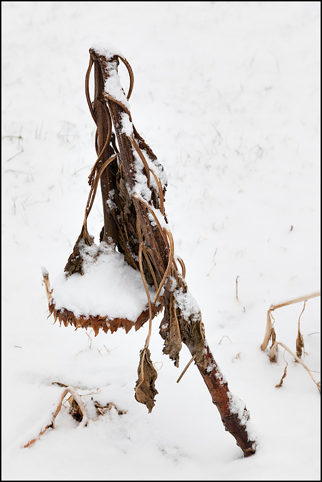 A droopy dead brown sunflower pointing down at the snow covered ground in winter.