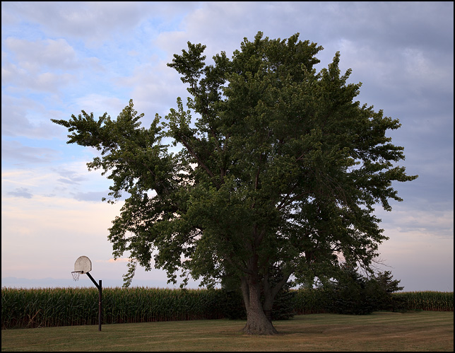 A basketball hoop under a large old oak tree on the edge of a cornfield at sunset in rural Paulding County, Ohio.
