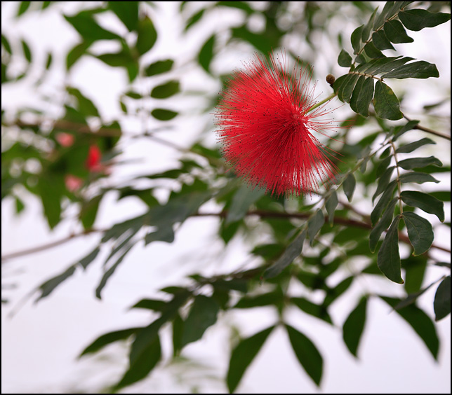 The flower of the Red Powder Puff tree.