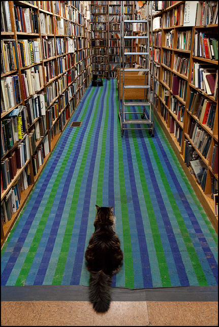 A cat sits at the end of an aisle watching over the store at Hyde Brothers Books in Fort Wayne, Indiana. The cat is a longhaired cat with a big bushy tail.