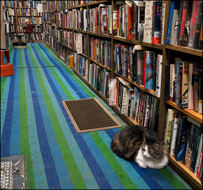 A bookstore cat sits in an aisle at Hyde Brothers Books in Fort Wayne, Indiana. She looks annoyed because a little kid in the background is making noise while his mother tries to calm him down.