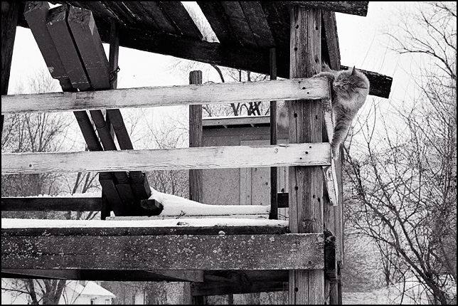 A cat clinging to the narrow rails around a kids playhouse built on tall wooden utility poles.