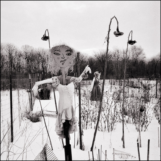 Two scarecrows stand in a snow-covered field surrounded by dead sunflower plants at the Fort Wayne Parks and Recreation Community Garden on Bluffton Road.