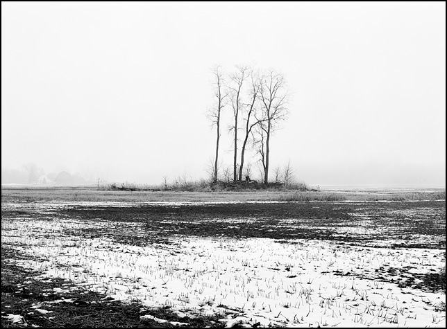 A group of four trees in the middle of an icy snow-covered field on Yohne Road in rural Allen County, Indiana.
