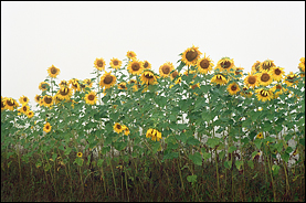 Hardy's Sunflower Field #6