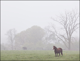 Foggy May Morning in Southwest Allen County #3