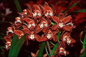 Brown Orchids