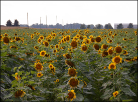 Sunflower Farm #1