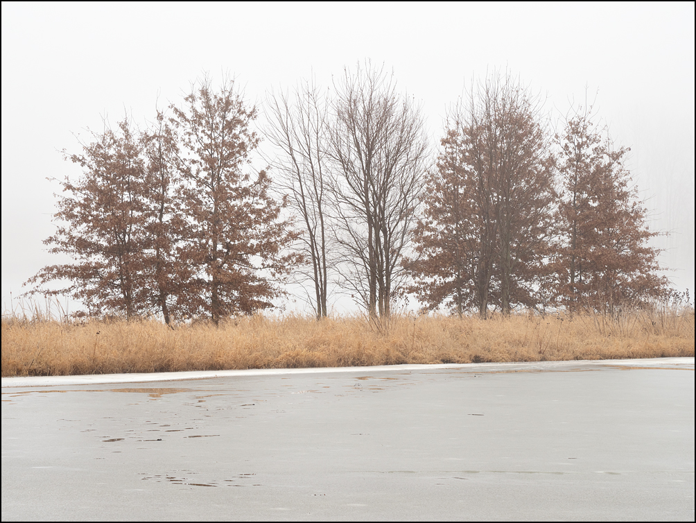 A line of trees on a spit of land in the middle of a partially frozen wetland on a foggy winter morning at Eagle Marsh in Fort Wayne, Indiana.