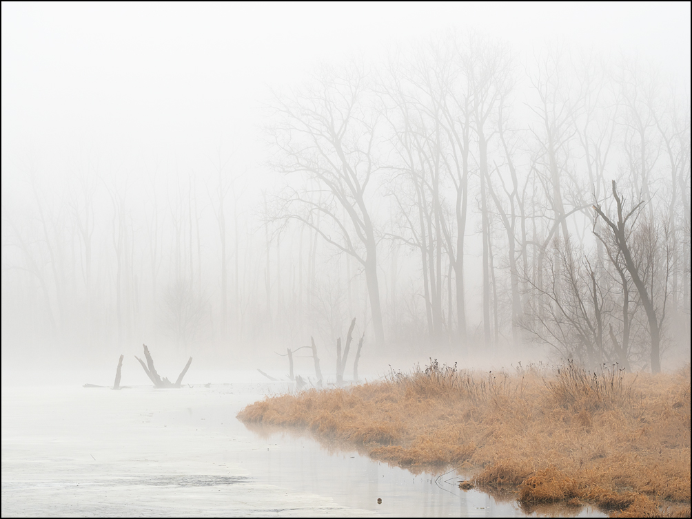 A group of broken trees emerge from the water in the middle of a partially frozen wetland on a foggy winter morning at Eagle Marsh in Fort Wayne, Indiana.