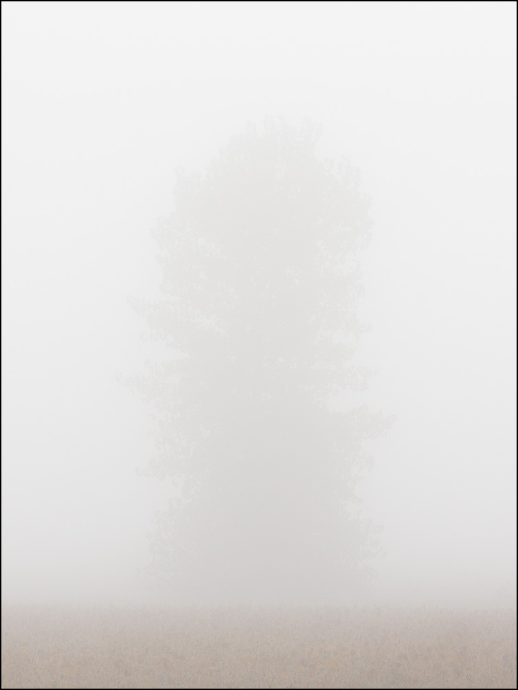 A lonely tree barely visible through heavy fog on an October morning in Indiana.