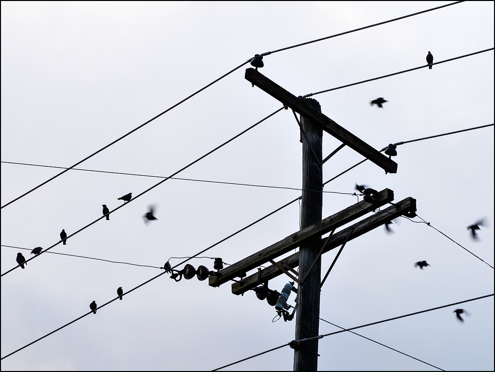 Small birds perching on a utility pole and a jumble of power lines on a fall morning in Fort Wayne, Indiana. Some of the birds are in flight.
