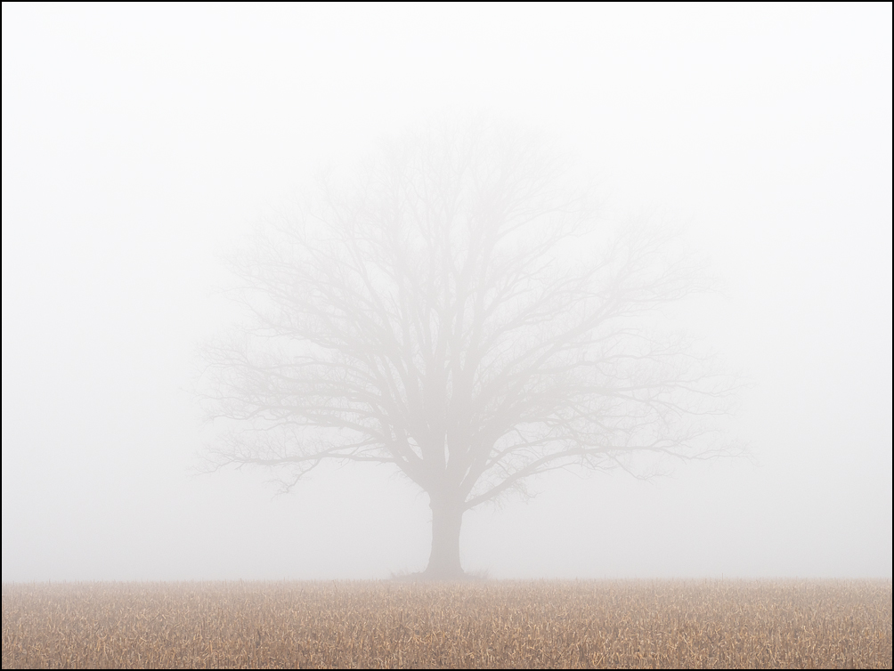 A lone tree with a perfect shape stands in the middle of a harvested cornfield shrouded in dense winter fog on Thiele Road in Allen County, Indiana.