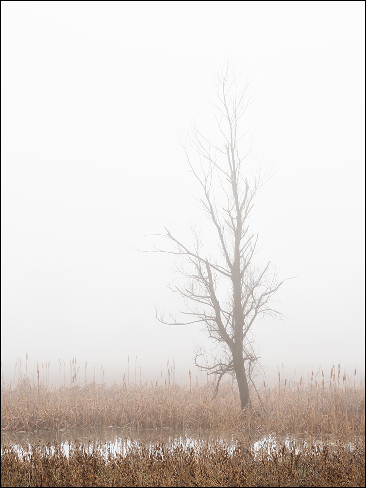 A lone tree stands on the edge of a flooded field surrounded by cattails on a foggy winter morning near Eagle Marsh in Fort Wayne, Indiana.