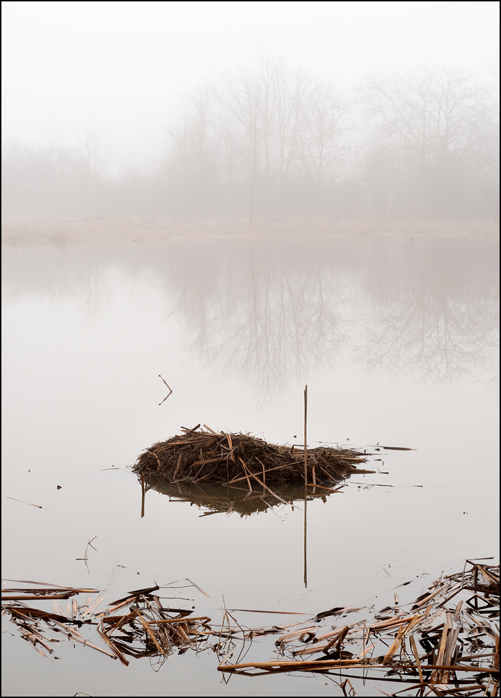 A beaver lodge in the middle of a wetland with smooth water that reflects the lodge in a perfect mirror image on a foggy winter morning at Eagle Marsh in Fort Wayne, Indiana.
