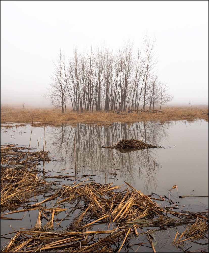 A beaver lodge in the middle of a shallow lake on a winter morning at Eagle Marsh in Fort Wayne, Indiana. dead dry aquatic plants float in the water in front of the beaver lodge and trees in the background are reflected in the water.