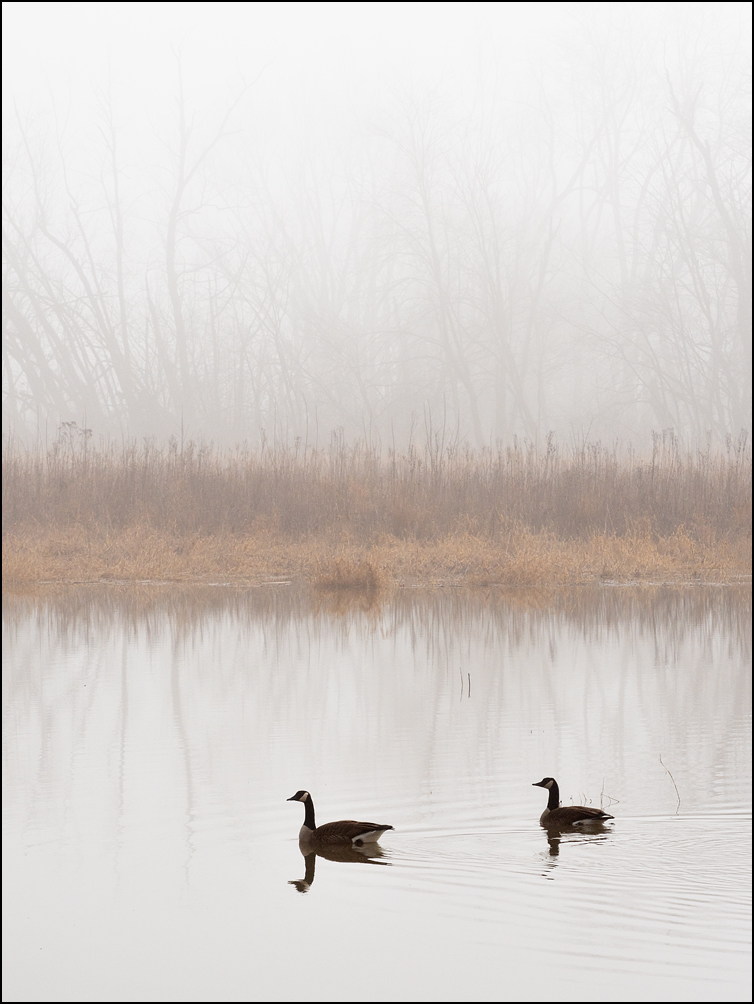 Two Canada geese swimming together on a foggy winter morning on one of the restored wetlands at Eagle Marsh in Fort Wayne, Indiana.