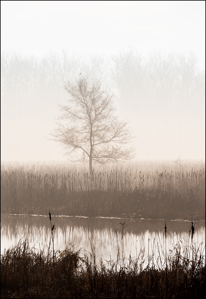 A lone tree surrounded by water and cattails on a foggy winter morning at Eagle Marsh in Fort Wayne, Indiana.