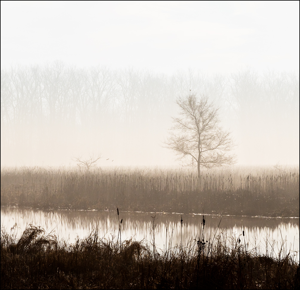 A lone tree on the banks of a wetland on a foggy winter morning at Eagle Marsh in Fort Wayne, Indiana.