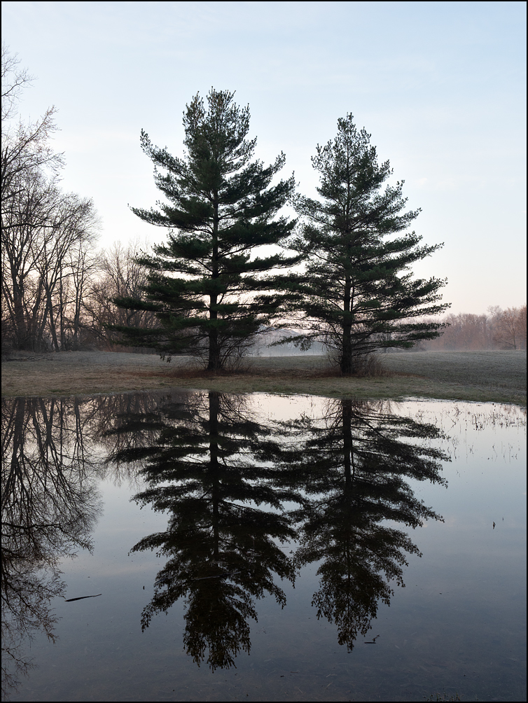 Two large pine trees on a foggy winter morning reflected in the water in the middle of a flooded field on Knoll Road, just outside Fort Wayne in rural Allen County, Indiana.