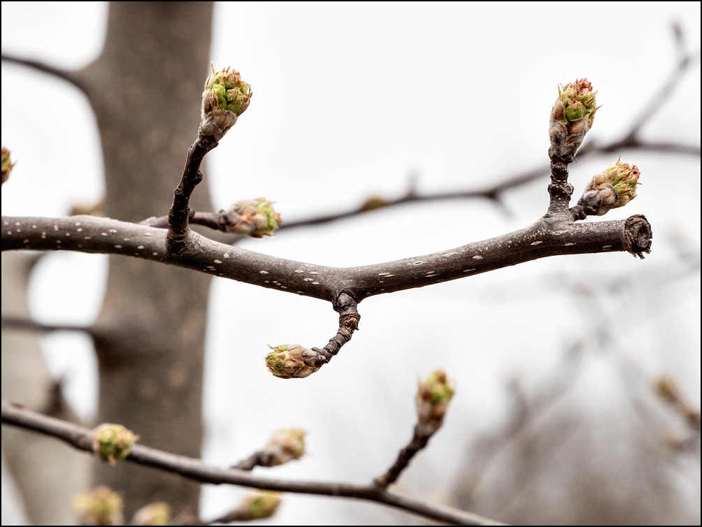 New buds on the branches of a dogwood tree.