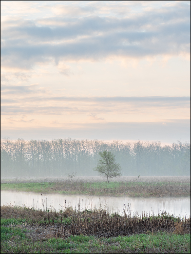 A lone tree on an island on a hazy spring morning under a beautiful sky right after sunrise at Eagle Marsh in Fort Wayne, Indiana.