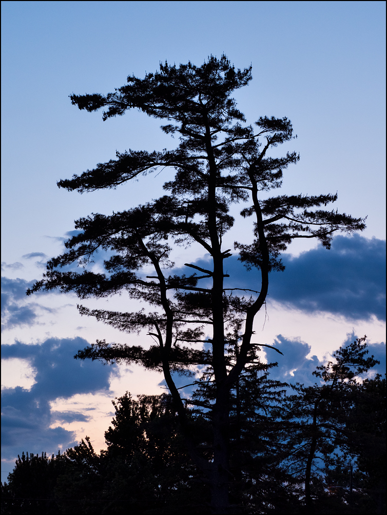 A ragged looking pine tree silhouetted against a blue and purple sky at sunset in Fort Wayne, Indiana.