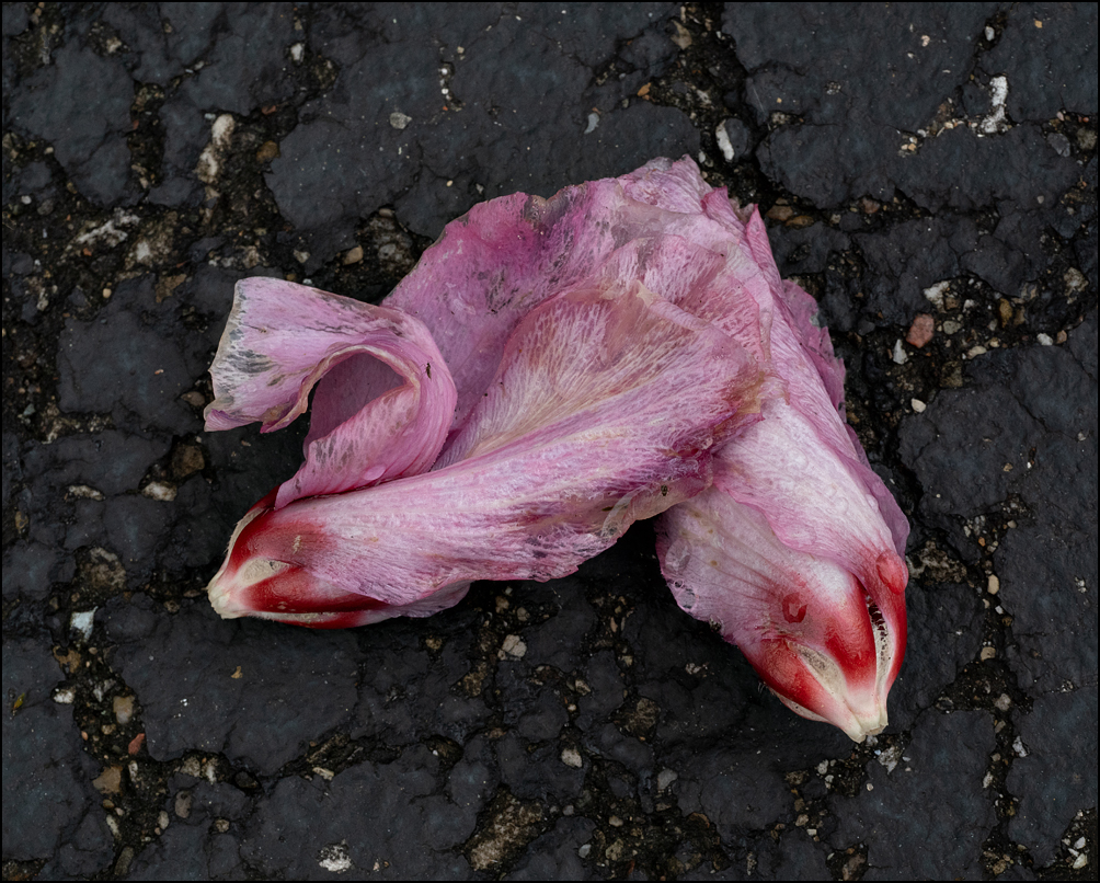 Two pink rose of sharon flowers that have fallen to the ground lying together on an asphalt driveway.