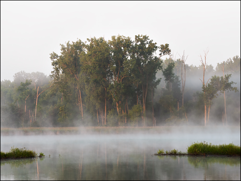 Water vapor rises from the water in front of a stand of trees on a foggy and sunny July morning at Eagle Marsh in Fort Wayne, Indiana.