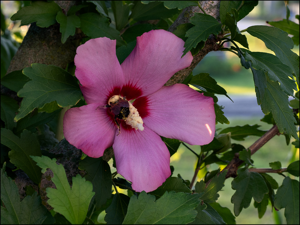 A fat bumblebee covered in pollen in a pink rose of sharon flower.