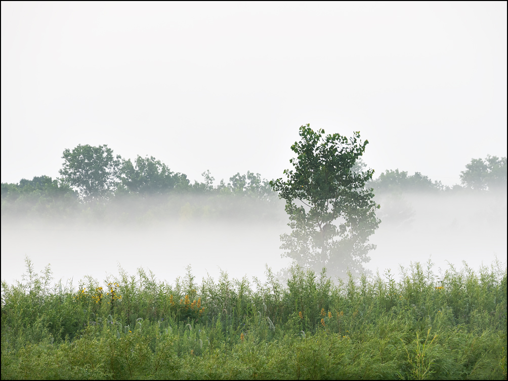 A lone tree partially hidden behind a band of dense fog in the early morning at Eagle Marsh in Fort Wayne, Indiana.