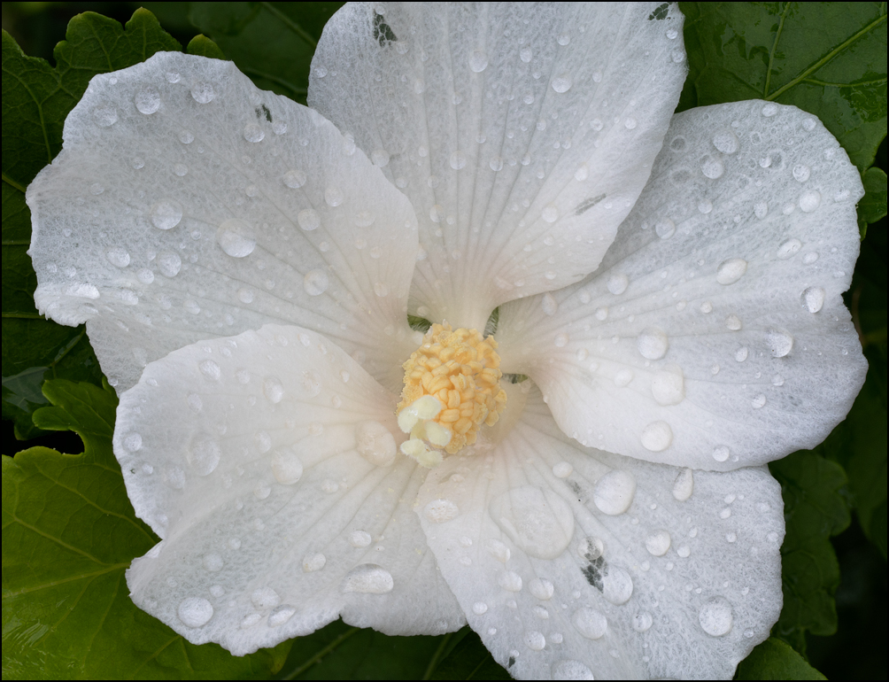 Raindrops on a white rose of sharon flower.