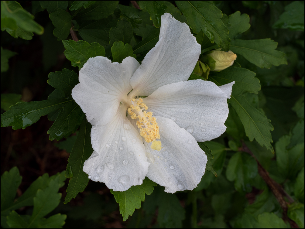 A white rose of sharon flower with raindrops on the petals.