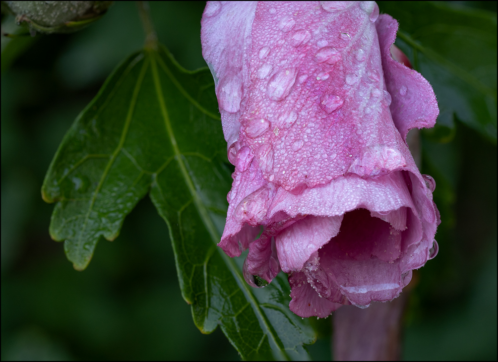 Rainwater dripping out of the end of a closed-up pink rose of sharon flower.
