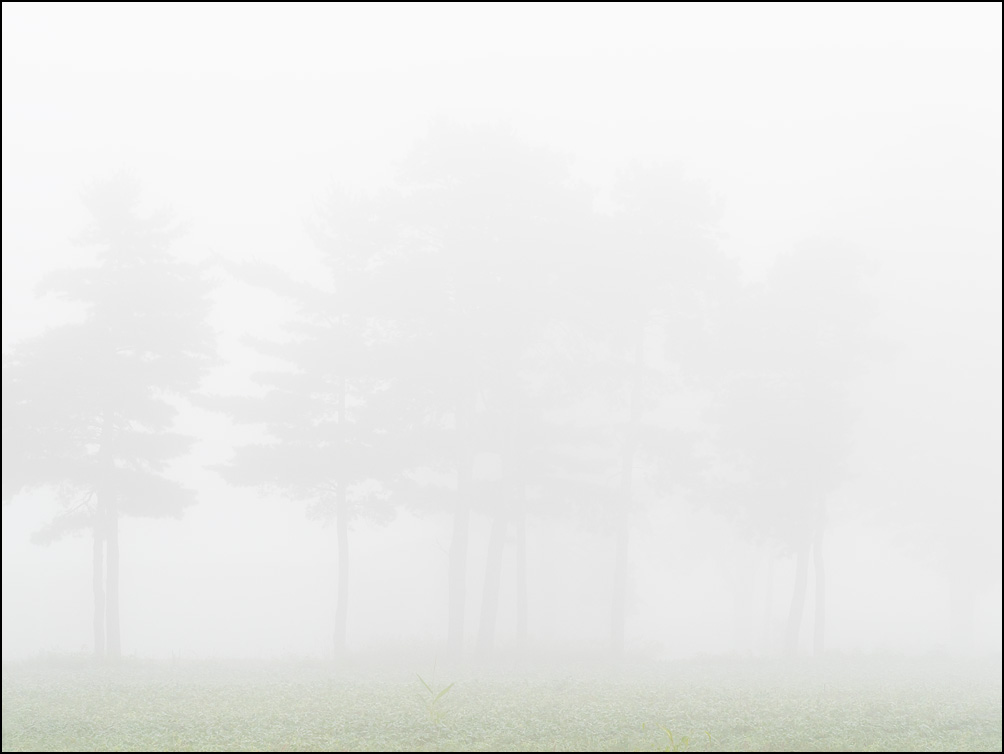 A line of trees is barely visible through thick fog on a foggy August morning in rural Allen County, Indiana.
