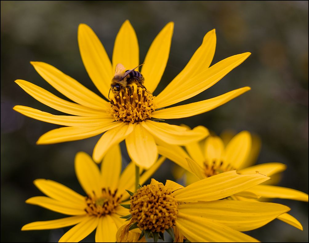 A honeybee gathering pollen on a wild sunflower in Indiana.