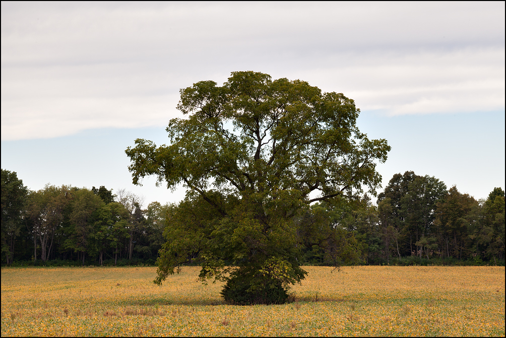 A lone tree in the middle of a soybean field on Lima Road in Allen County, Indiana. The leaves of the soybean plants are turning yellow.